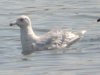 Glaucous Gull at Wat Tyler Country Park (Steve Arlow) (44008 bytes)